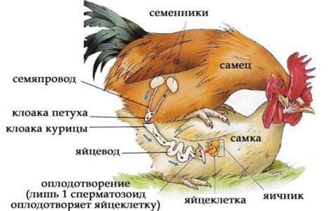 Альтернативные методы оплодотворения кур