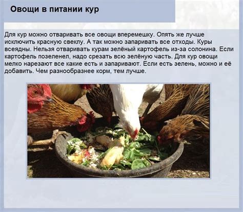 Альтернативные продукты для кур