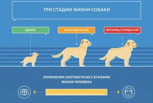 Альтернативные способы определения возраста собаки