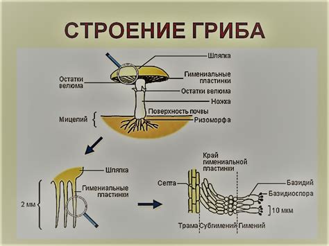 Альтернативные структуры грибов