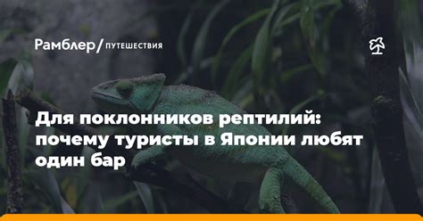 Альтернативы для поклонников рептилий