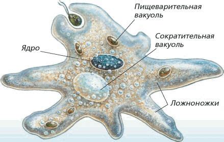 Амеба: простейшая форма жизни