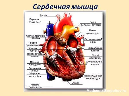 Анатомическое строение сердечной мышцы