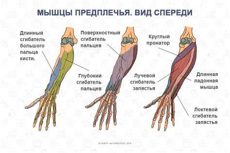 Анатомия и структура руки