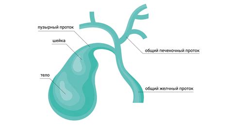 Анатомия и функции септума