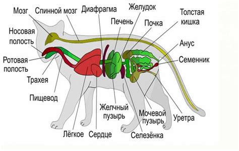 Анатомия кошачьего хвоста и его функции