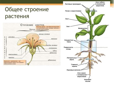 Анатомия растений