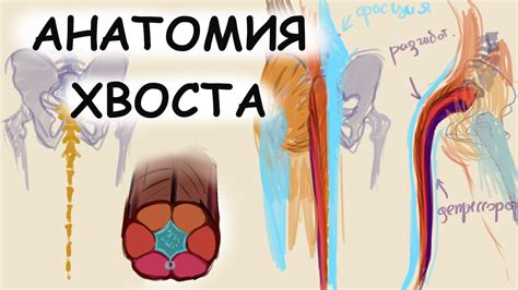 Анатомия человеческого хвоста