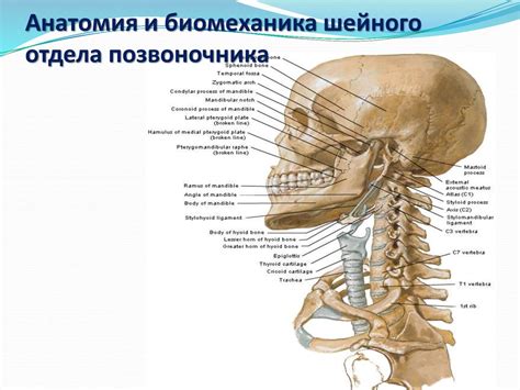 Анатомия шейного отдела позвоночника