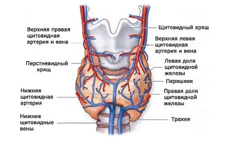 Анатомия щитовидной железы