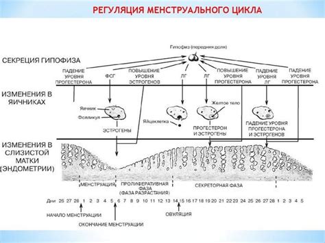 Ановуляторный цикл