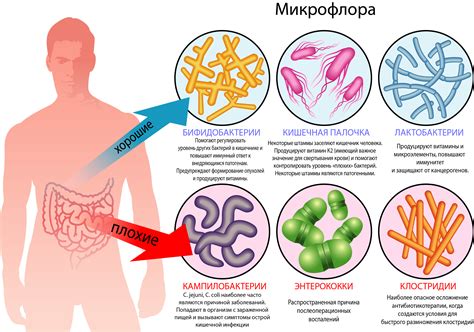 Антибиотики и состав микрофлоры: влияние на выделения