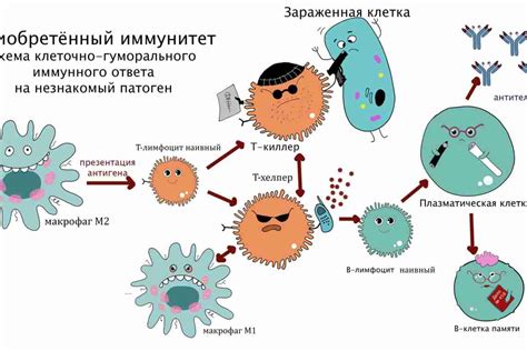 Антиоксиданты и иммунная система