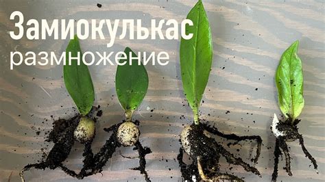 Апикальные черенки