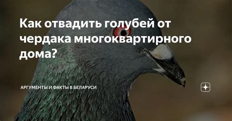 Аргументы запрещения употребления голубей в исламе