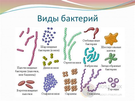 Бактерии в просроченной смеси и их последствия