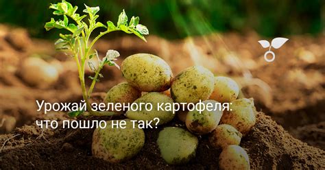 Безопасность зеленого картофеля