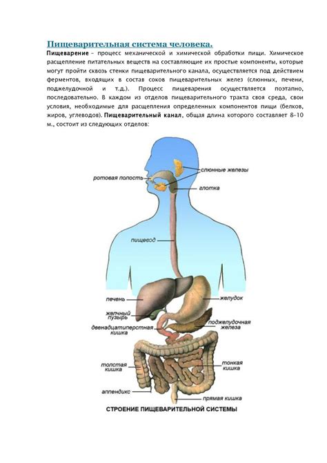 Безопасность пищеварительной системы