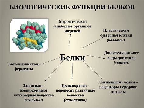 Белки и их роль в организме