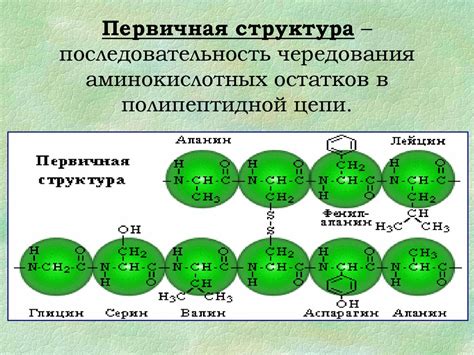 Белки - основа пресса