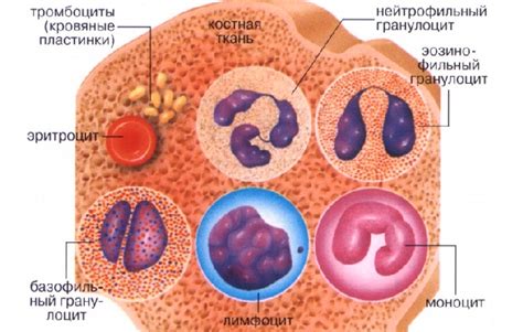 Белые кровяные клетки: защитники организма