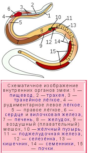 Биологические особенности змей, влияющие на их содержание