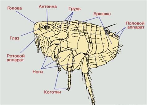 Биологические особенности и строение блох