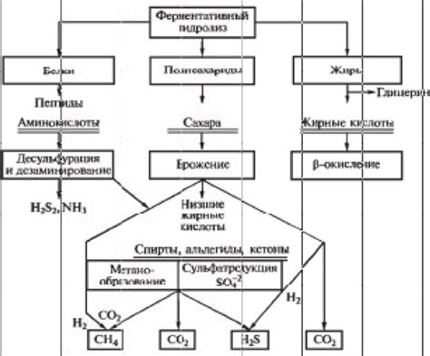 Биоразложение органических отходов