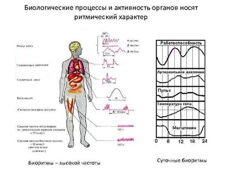 Биоритмы и ночная физическая активность