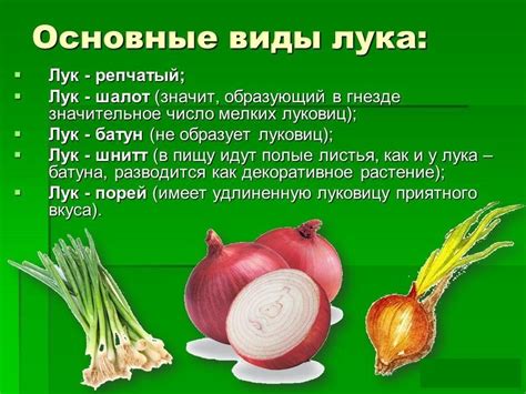 Богатый состав лука: полезные вещества для кур