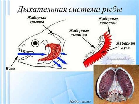 Более чувствительный, чем у других рыб