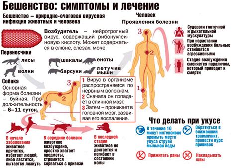 Болезнь бешенства у мышей