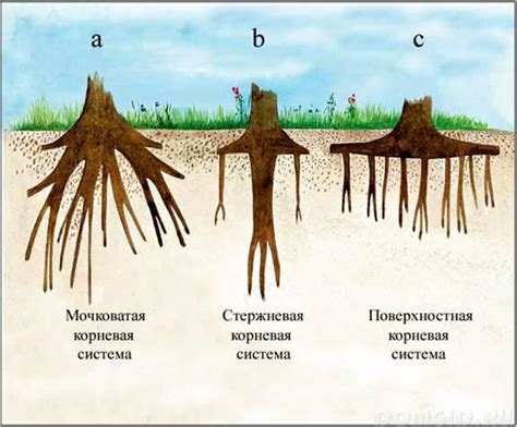 Больше времени для формирования корневой системы