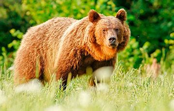 Были ли случаи нападения