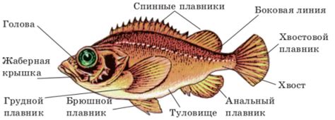 Важная роль языка в жизни рыб