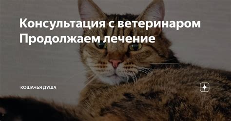 Важность балансировки рациона и консультация с ветеринаром