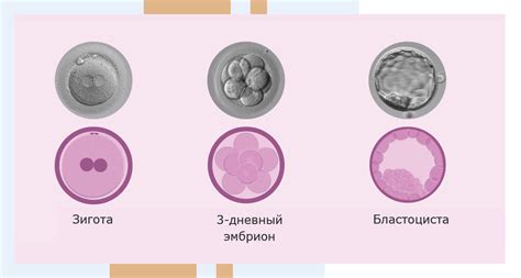 Важность гигиены после переноса эмбрионов