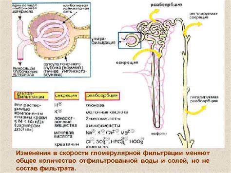 Важность гломерулярной фильтрации в почках