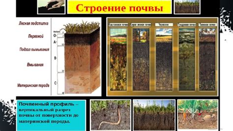 Важность качественной почвы