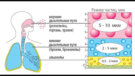 Важность правильного лечения и контроля астмы