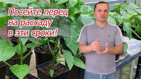 Важность правильного полива и подкормки для роста орехового дерева