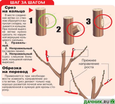 Важность правильной обрезки вишни осенью