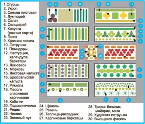 Важность соблюдения очередности посадки овощей