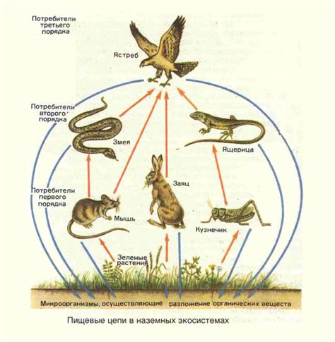 Важность экосистемы питания для животных