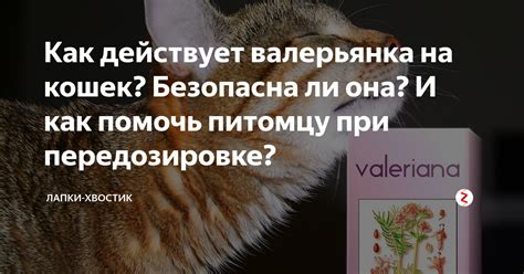 Важные правила применения валерьянки для котов