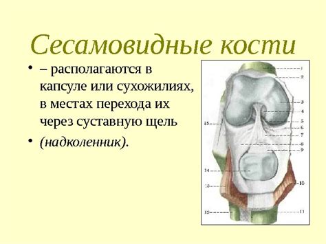 Важные этапы формирования коленной чашечки у ребенка