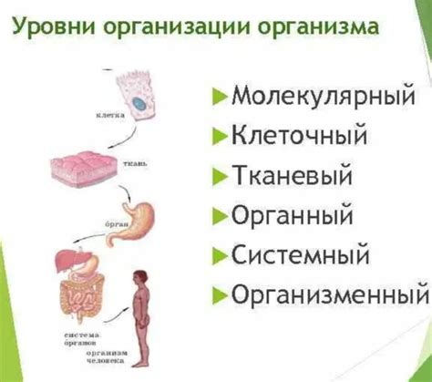 Вводное о работе организма человека