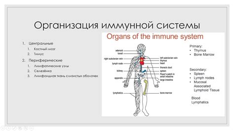 Вейпинг и иммунная система