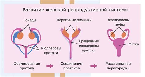 Вейпинг и репродуктивная система