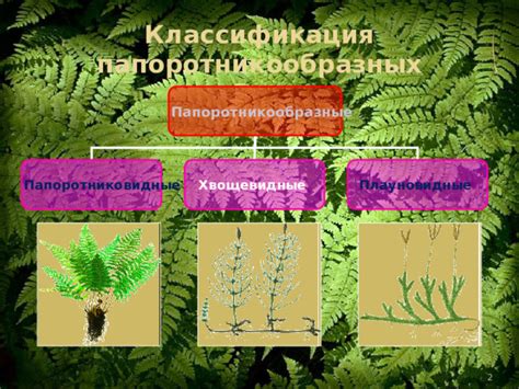 Великолепная разнообразность и богатство папоротникообразных